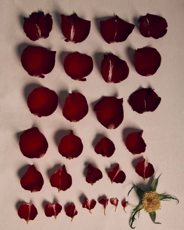 Arrangement of dark red rose petals laid out in rows on a pale neutral background