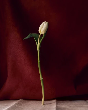 Single white tulip stem standing upright against a dark burgundy draped background and light surface.