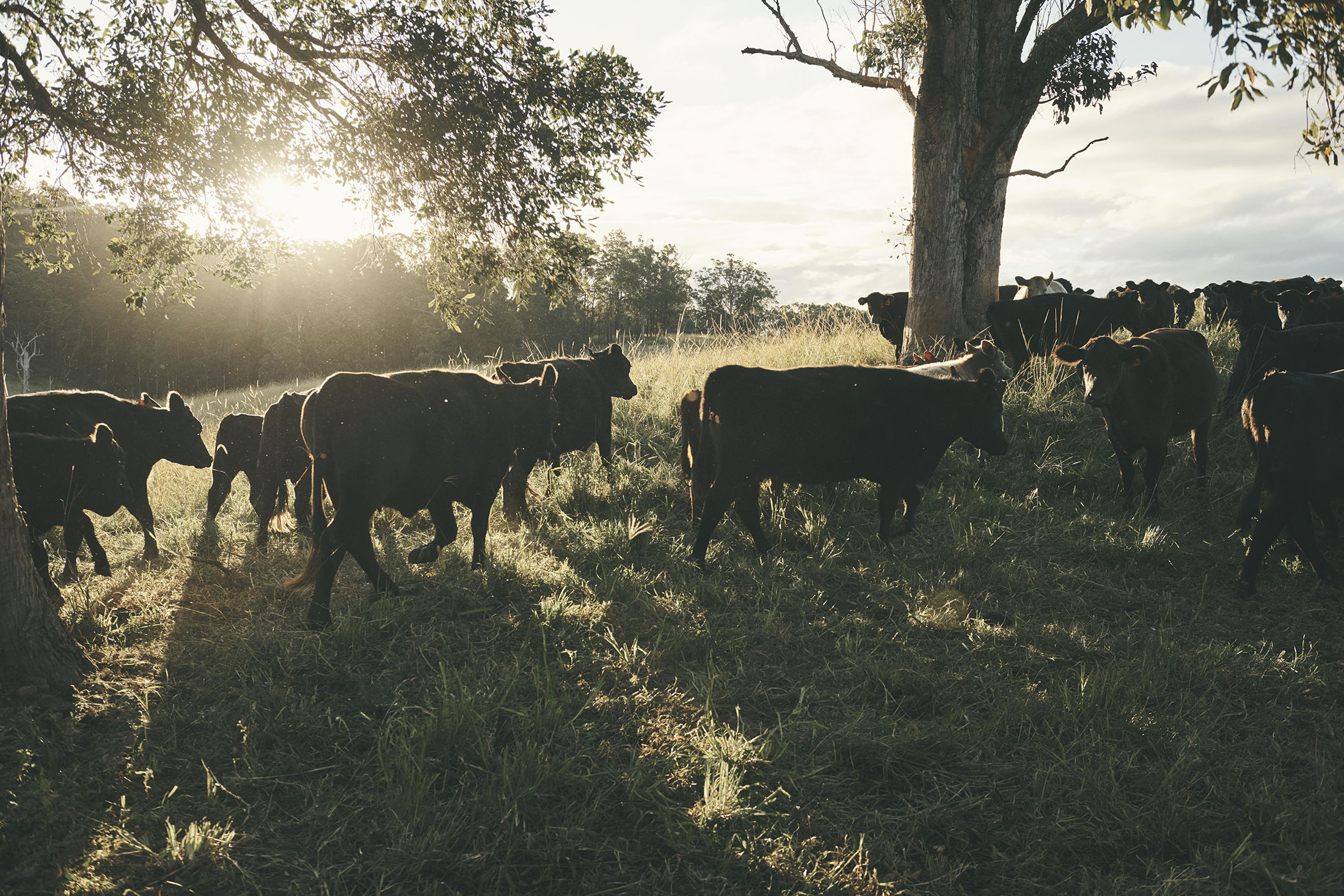 Herd of dark cattle grazing on a grassy meadow in late afternoon sunlight filtering through large trees