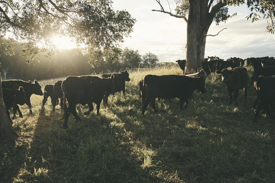 'The Role of a Lifetime' 2025 Ad Campaign