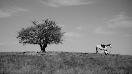 Black and white editorial photo of a person seated beside a horse on a grassy hill next to a large bare tree.
