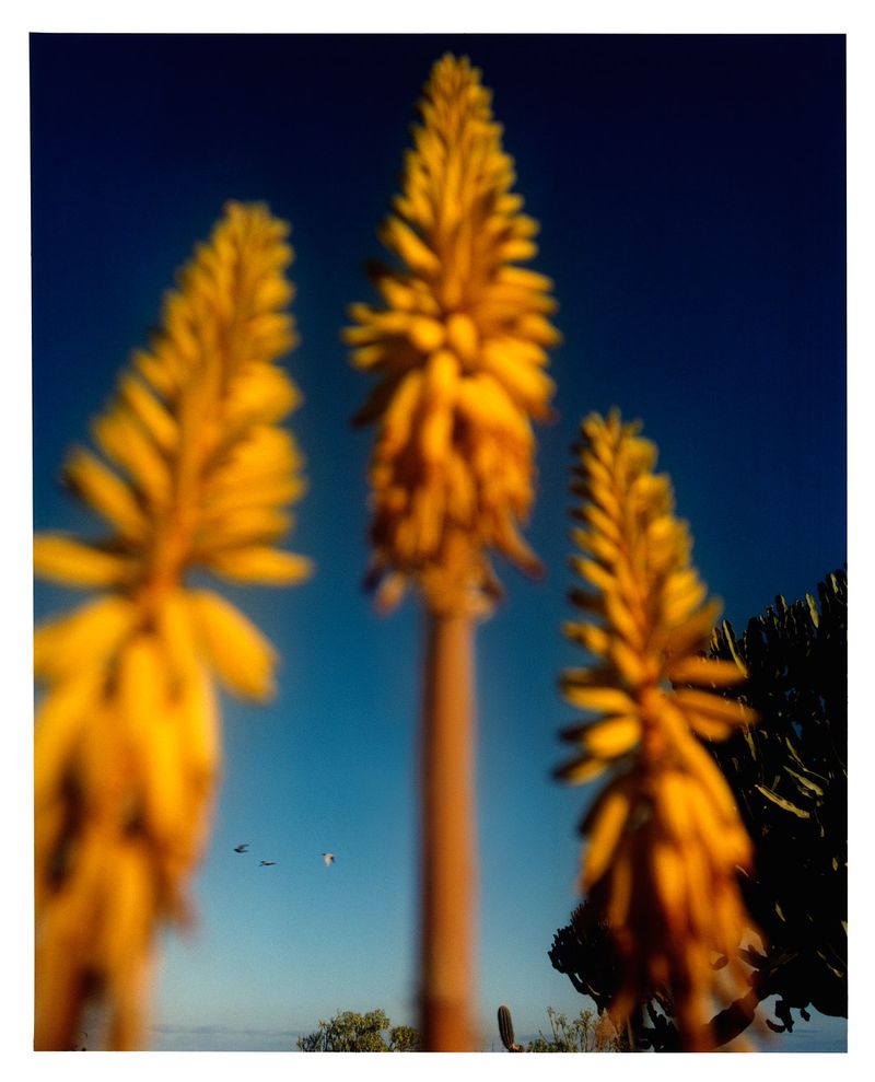Three yellow torch lily plants in soft focus under a clear blue sky with a small flock of birds flying in the distance, outdoor nature.