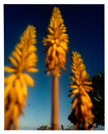 Three yellow torch lily plants in soft focus under a clear blue sky with a small flock of birds flying in the distance, outdoor nature.