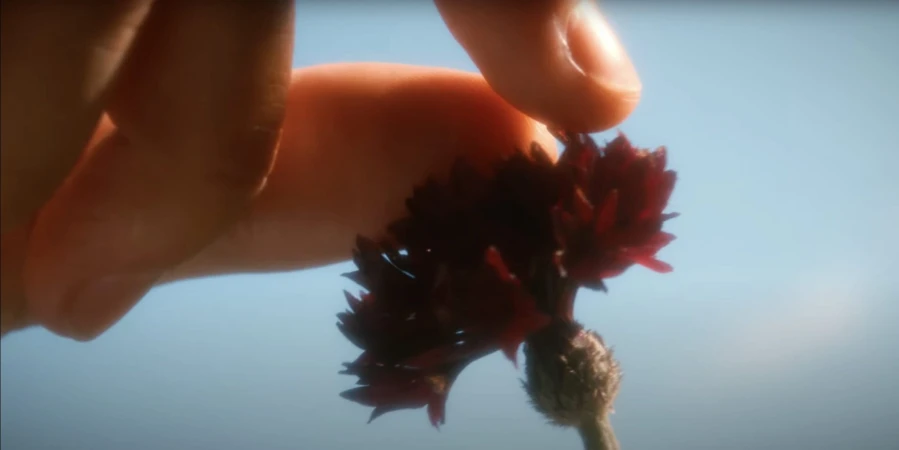 Macro shot of fingers holding a dark red flower against a clear sky background