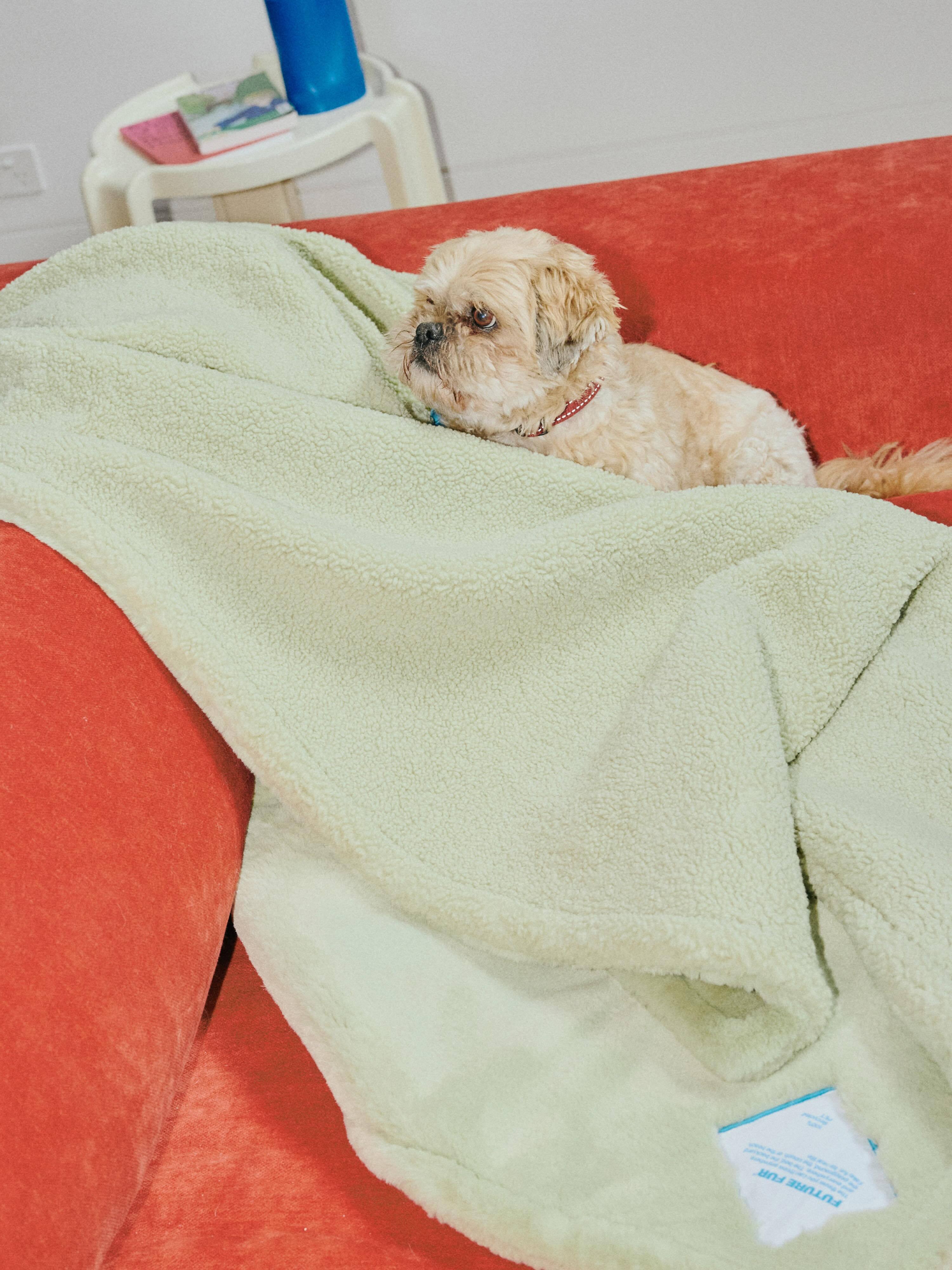 A small fluffy dog resting on a vibrant red sofa wrapped in a pale green textured blanket.