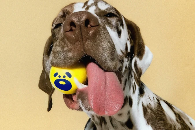 Close-up of a brown and white spotted dog holding a bright yellow ball in its mouth next to a hanging pink tongue