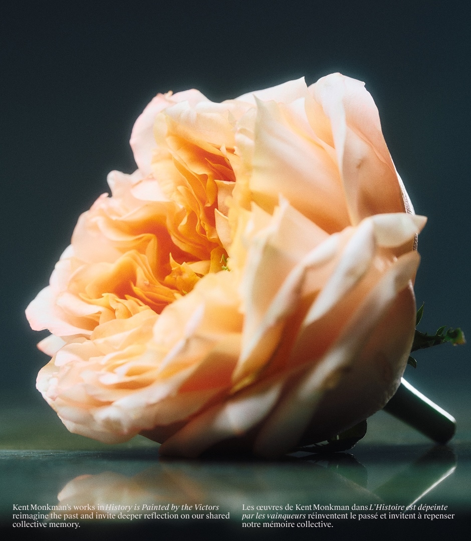Close-up of a pale peach garden rose lying horizontally against a dark textured background with visible typography.
