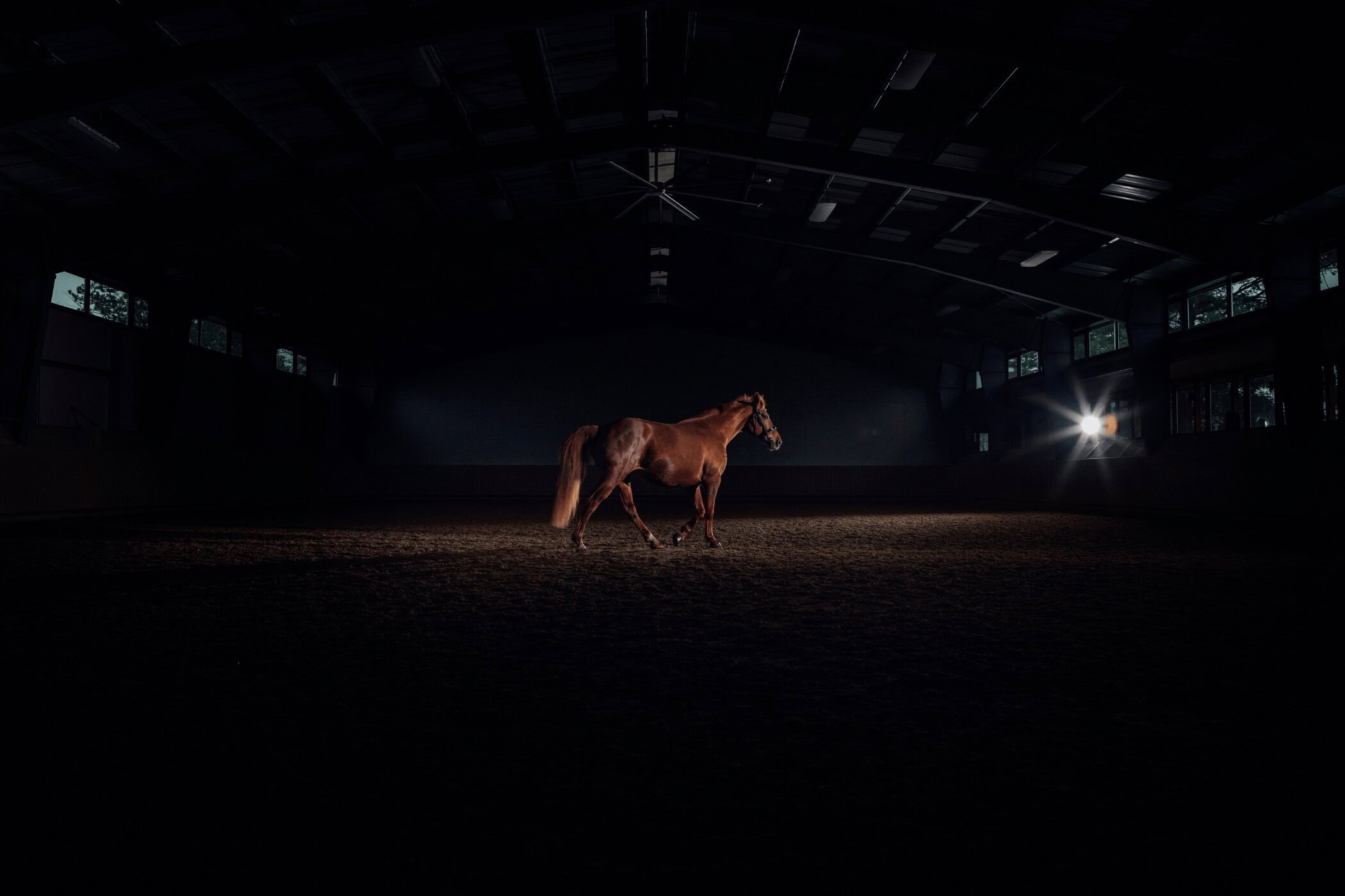 A brown horse standing in the center of a large dark indoor riding arena illuminated by dramatic low key lighting.