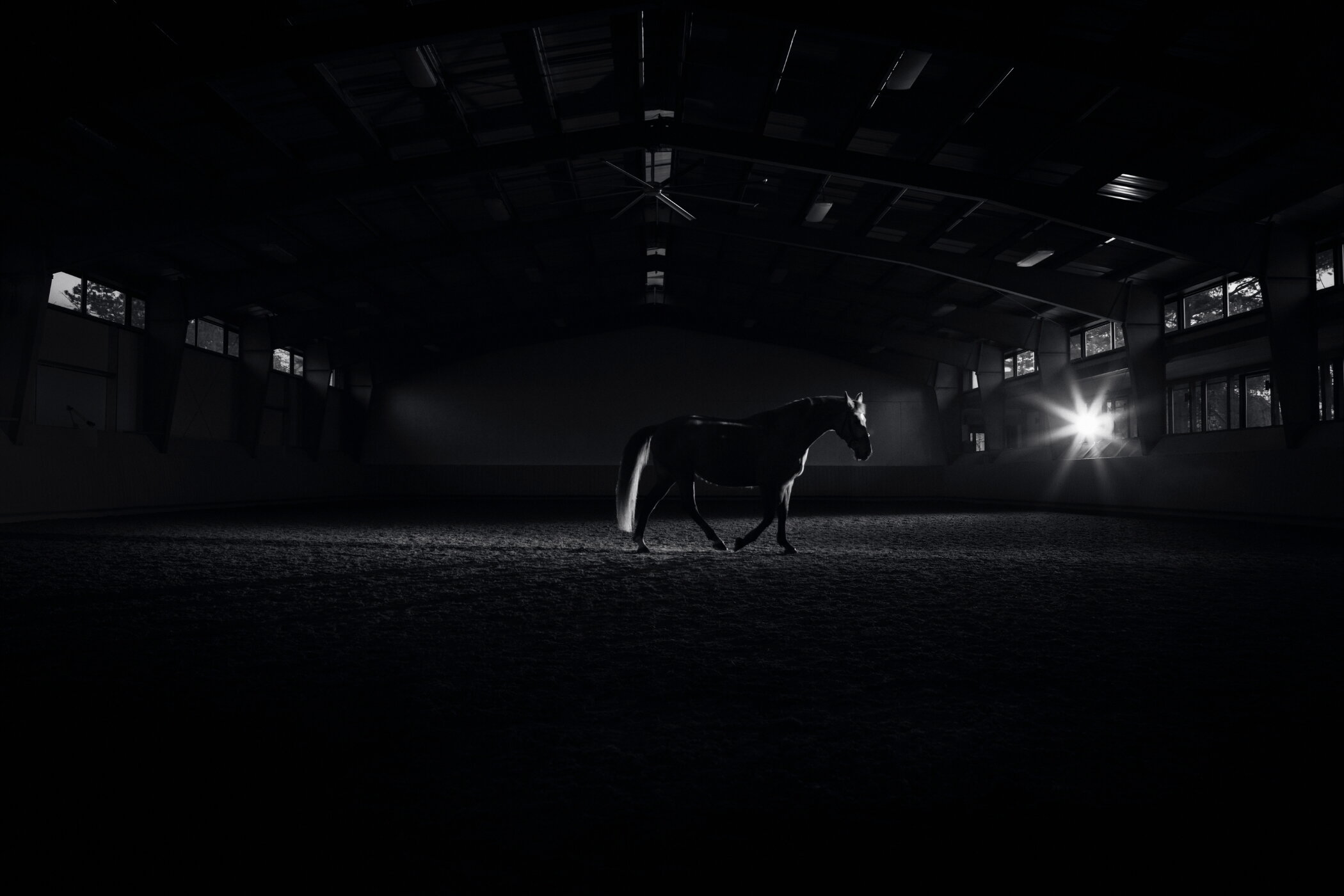 A dark horse walking in profile through a dimly lit indoor riding arena with a bright light flare on the right.