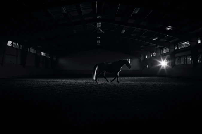 A dark horse walking in profile through a dimly lit indoor riding arena with a bright light flare on the right.