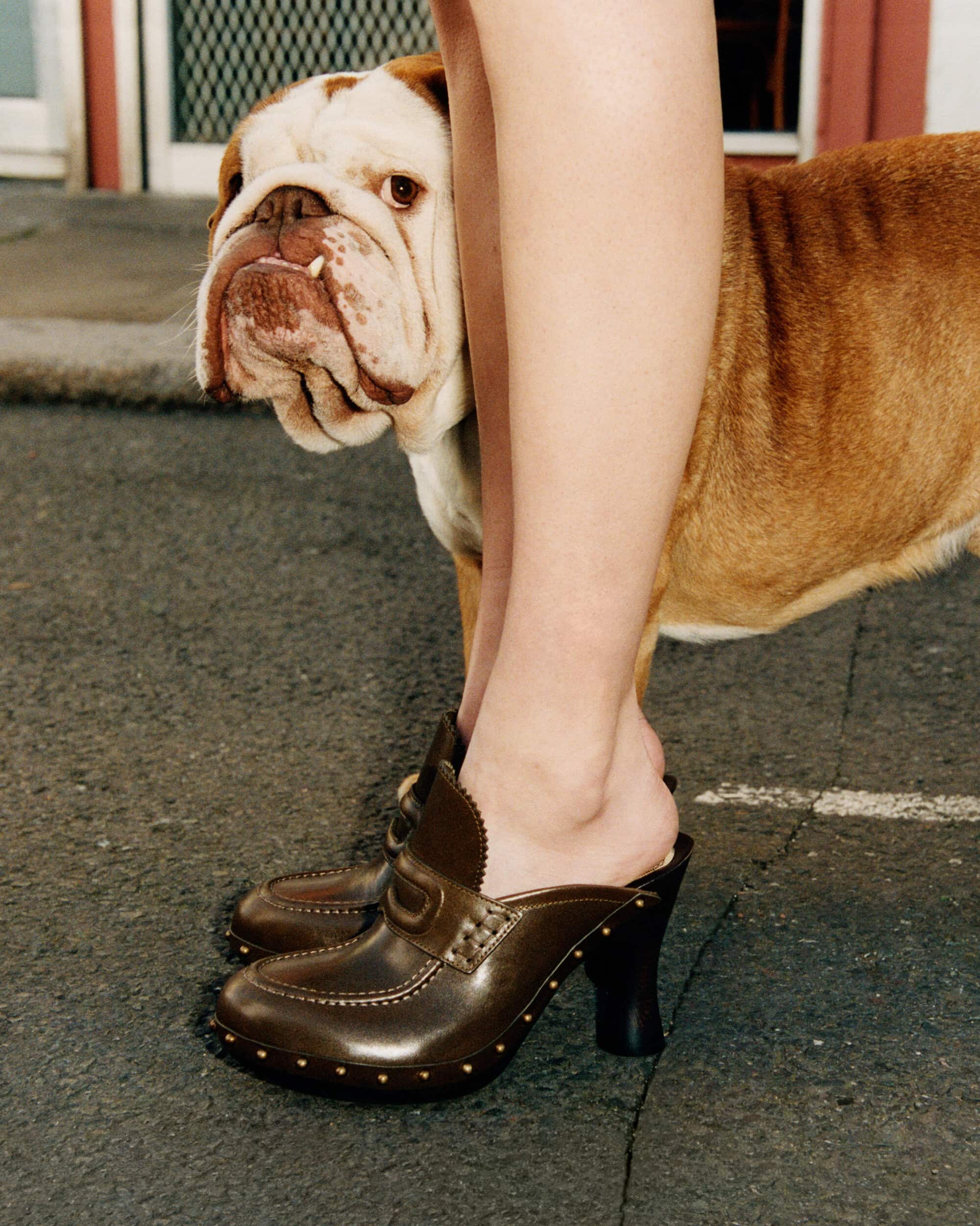 Close-up of brown leather clogs on asphalt with an English bulldog peeking from behind legs