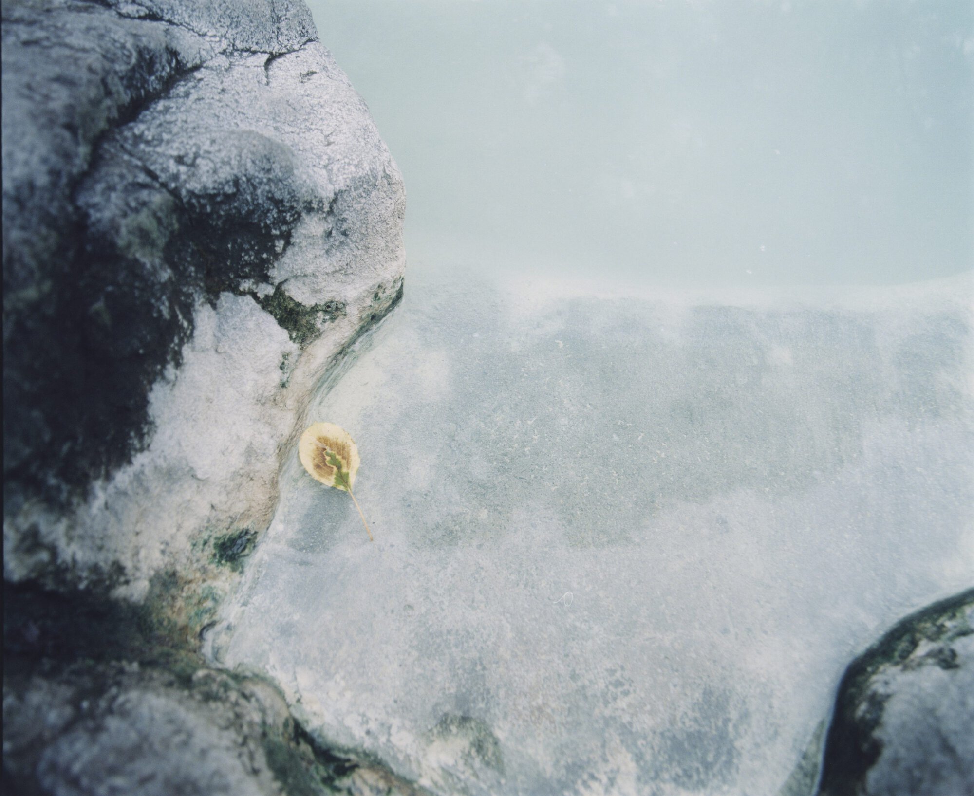 Single yellow leaf resting on wet rocks in shallow milky blue water for Auralee x Tekla