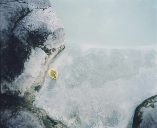 Single yellow leaf resting on wet rocks in shallow milky blue water for Auralee x Tekla