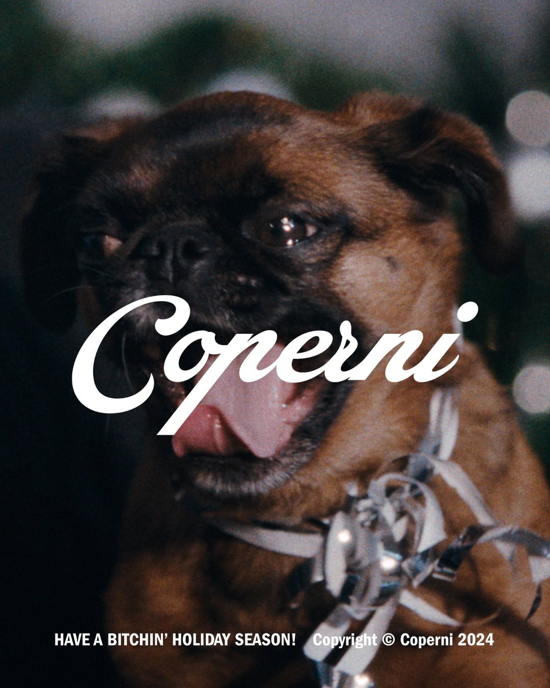 Close-up of a small brown dog panting with a silver ribbon tied around its neck, part of the Coperni Holiday 2024 campaign