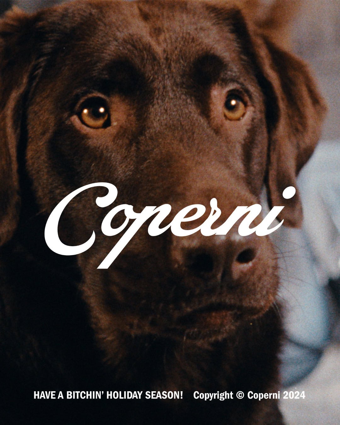 Close-up portrait of a dark brown Labrador retriever dog with amber eyes against a blurred background.