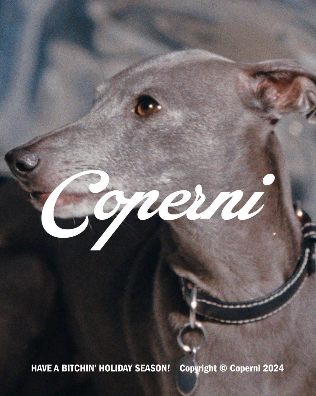 Close-up portrait of a grey Italian greyhound wearing a black leather collar for Coperni Holiday 2024 campaign