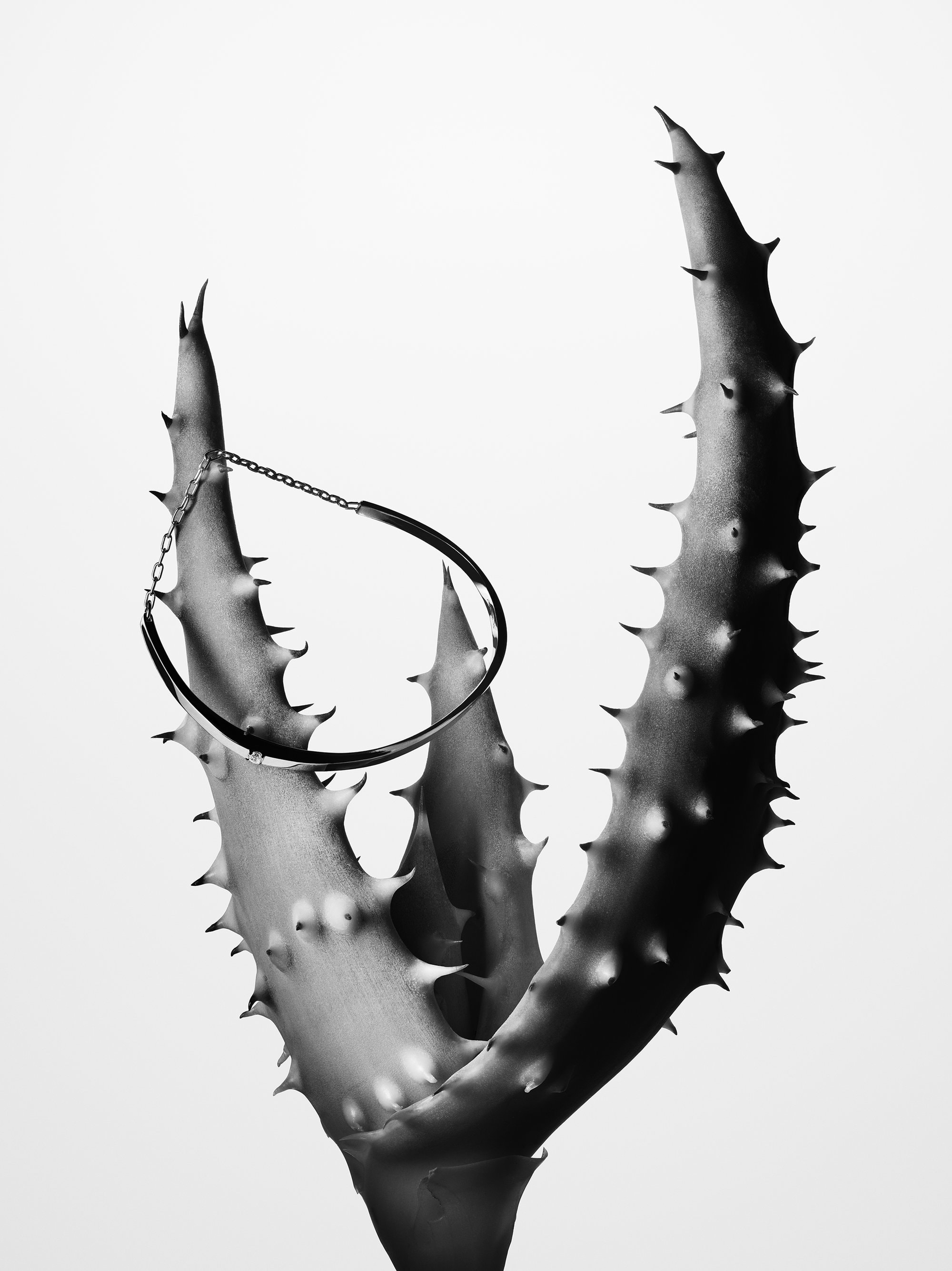 Black and white close-up of a delicate chain necklace draped over the spiky, thorn-edged leaves of an aloe plant against a white background.