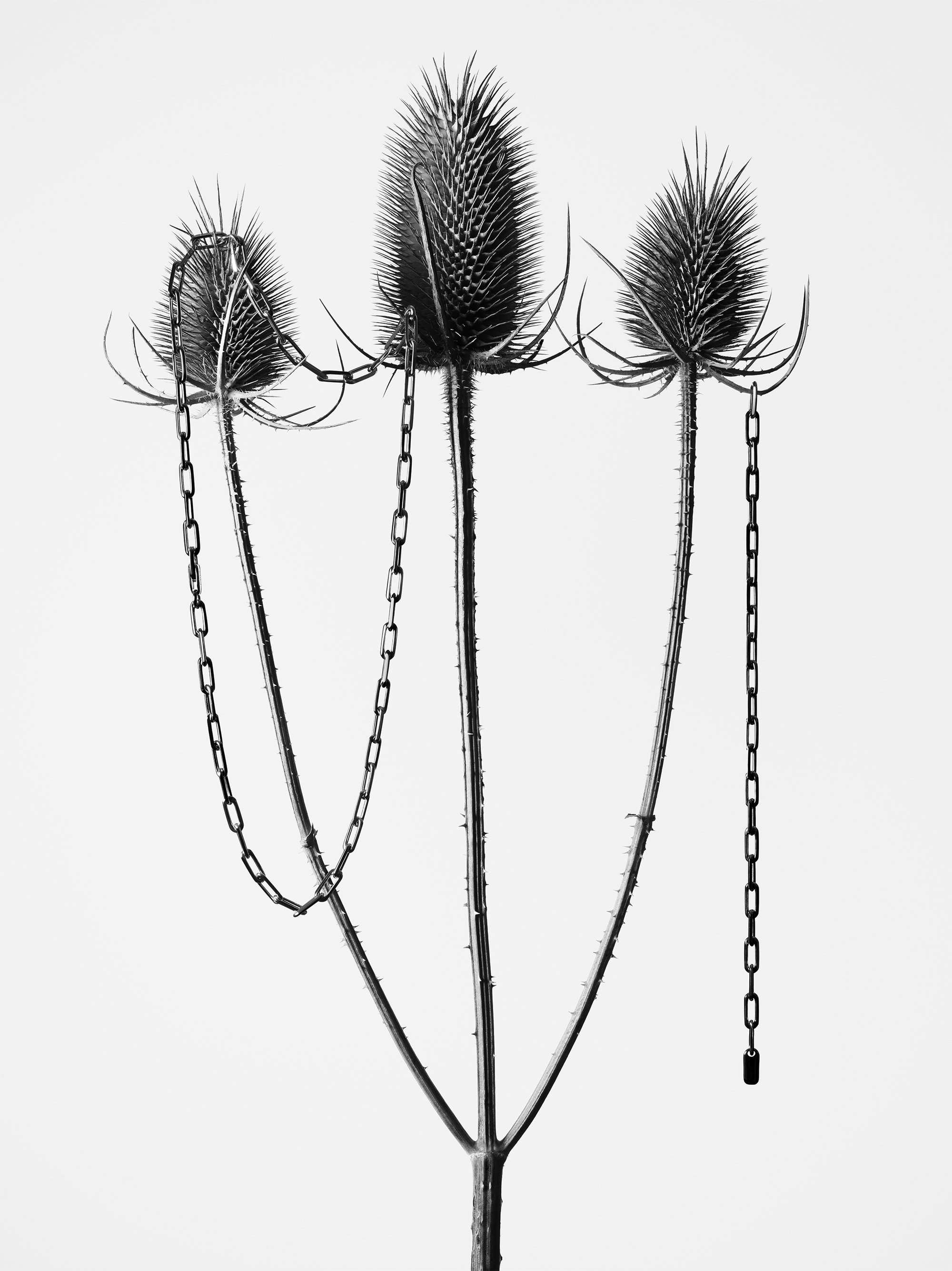 Three dried spiky teasel seed heads draped with delicate metallic chains against a plain white background