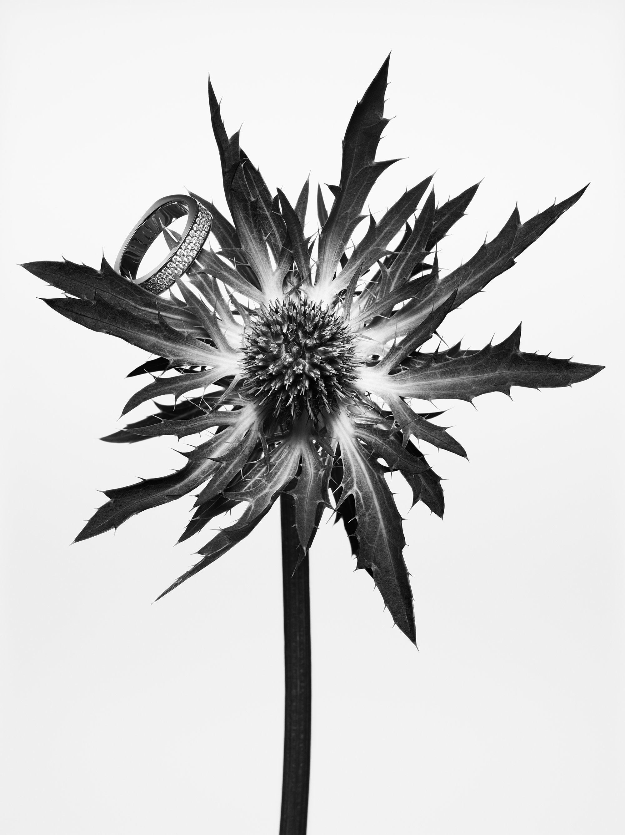 Close-up monochrome photograph of a sparkling diamond band ring resting on the spiky petals of a thistle flower against a white background