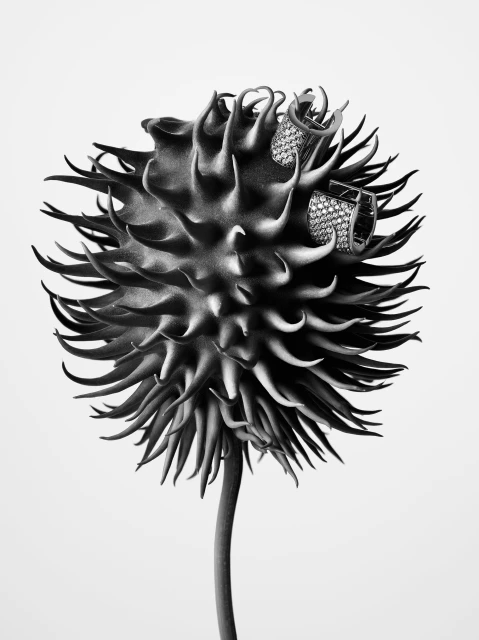 'Thorns by Guido Mocafico' Jewelery 2024 Ad Campaign