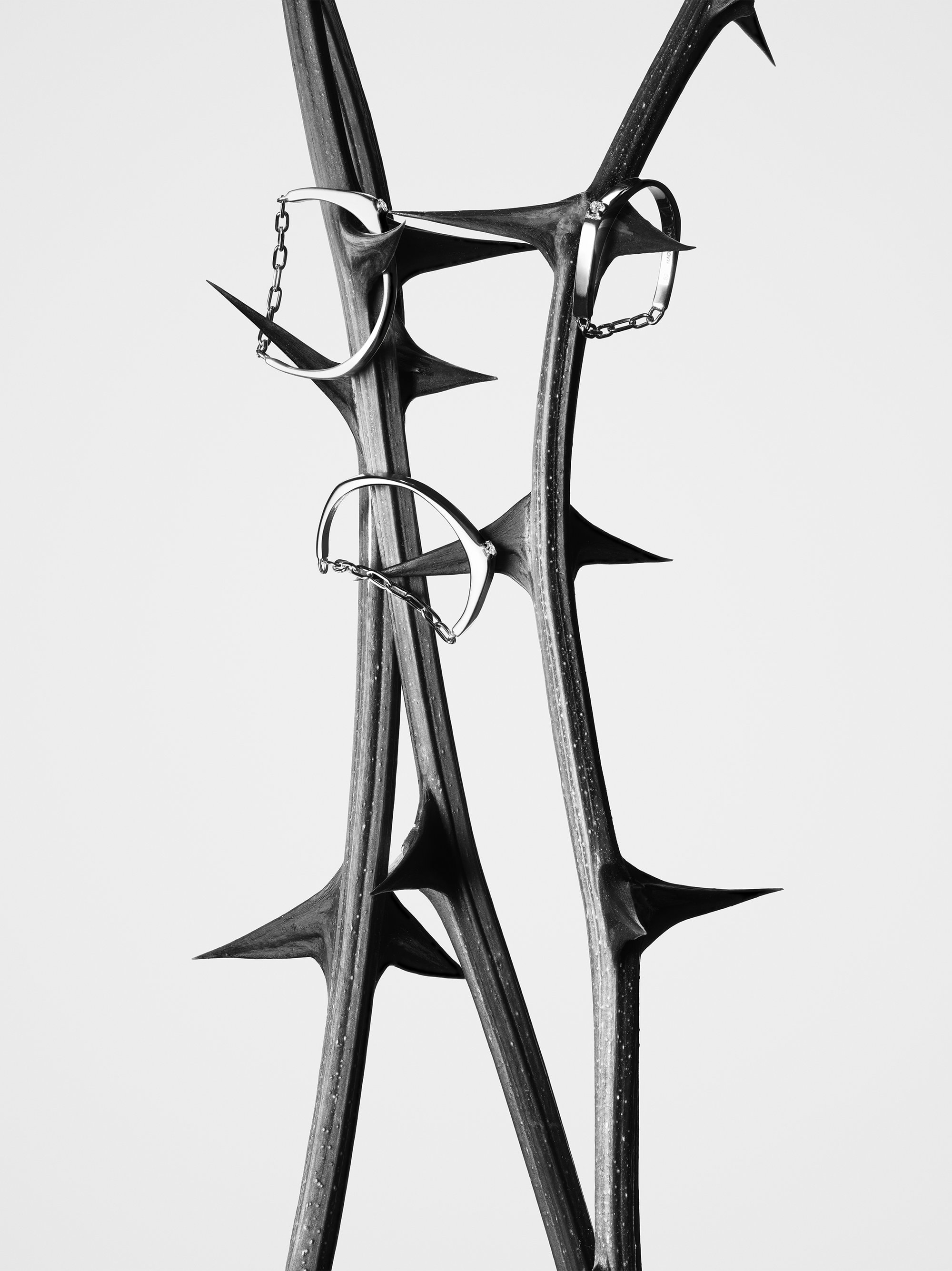 Silver rings resting on thorny dark stems against a minimal white background for Toteme jewelry campaign