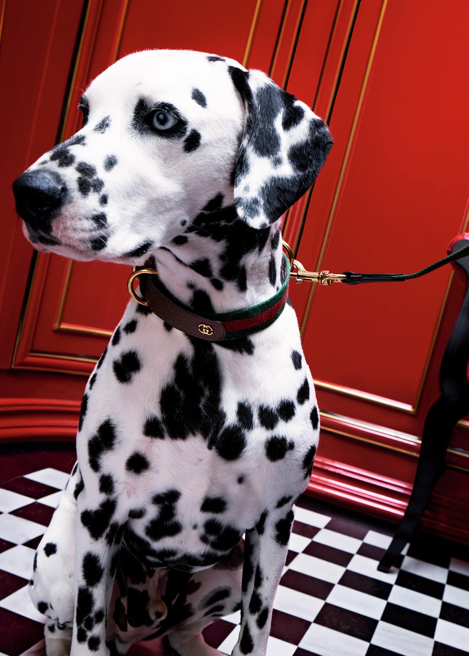 Dalmatian dog wearing a leather collar with green and red stripes against a red paneled wall and checkered floor.