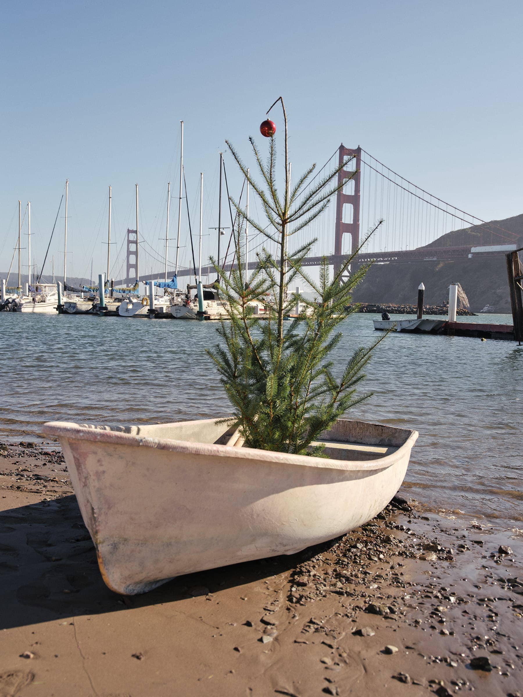 Small pine tree placed inside a white dingoy boat on a sandy shore with docked sailboats and the Golden Gate Bridge in the background.