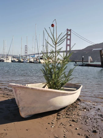 Small pine tree placed inside a white dingoy boat on a sandy shore with docked sailboats and the Golden Gate Bridge in the background.