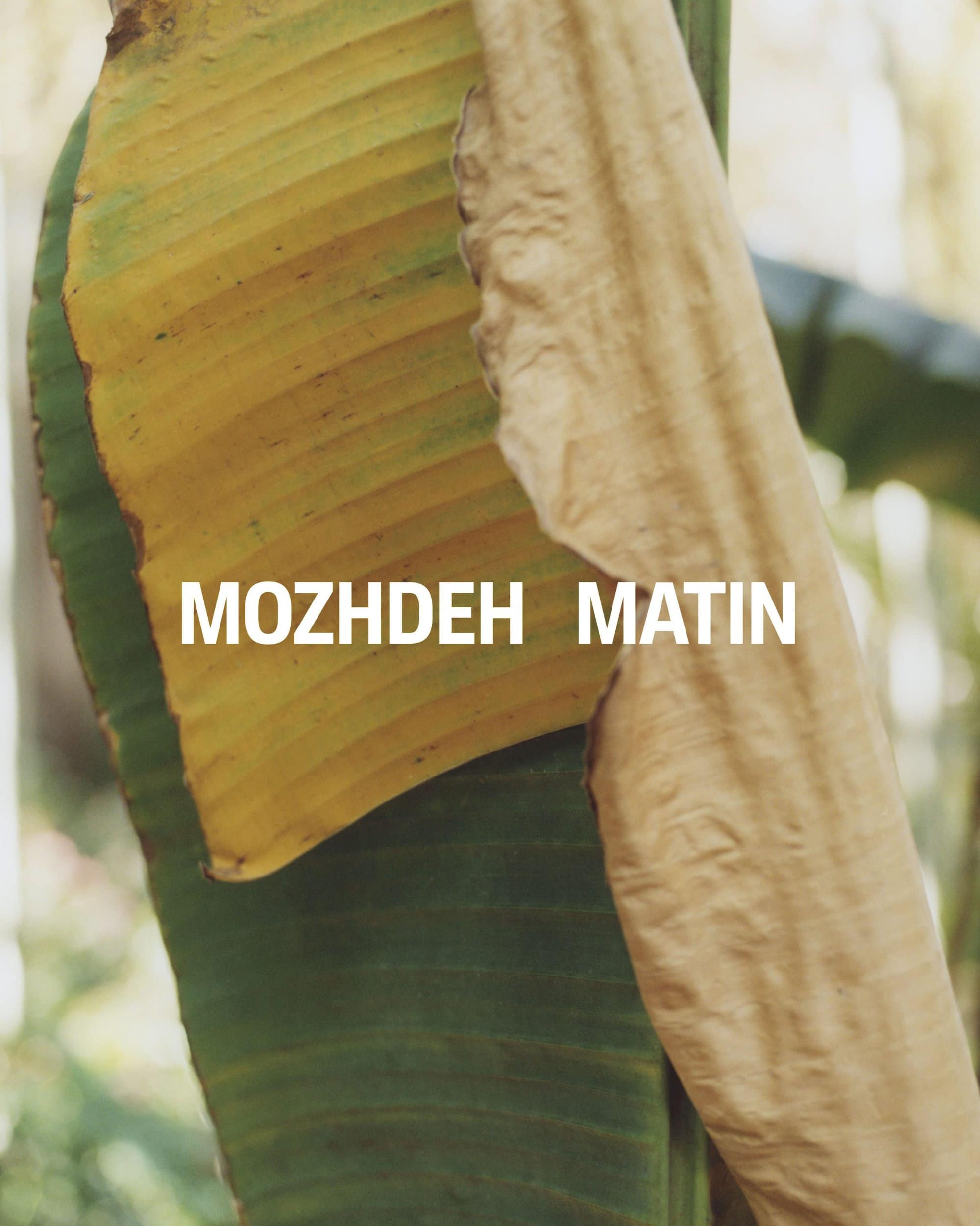 Close-up of a large green and dry yellow banana leaf with crisp veins against a soft-focus natural background