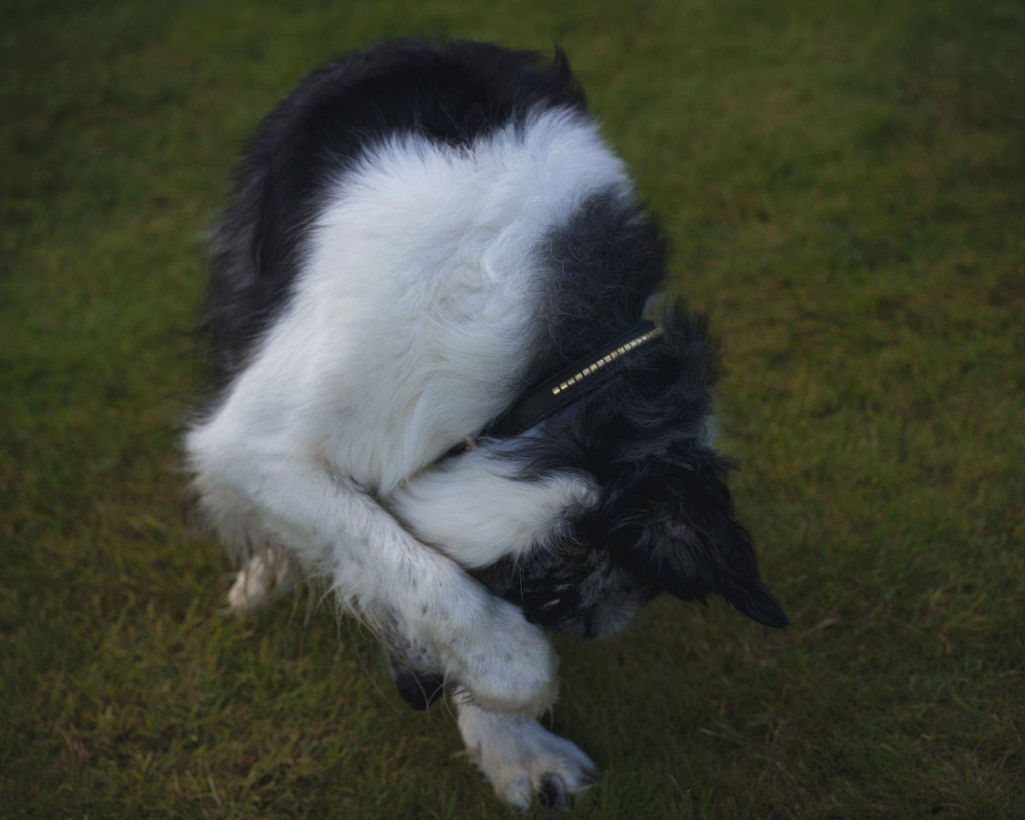 Black and white dog scratching its head while standing on green grass
