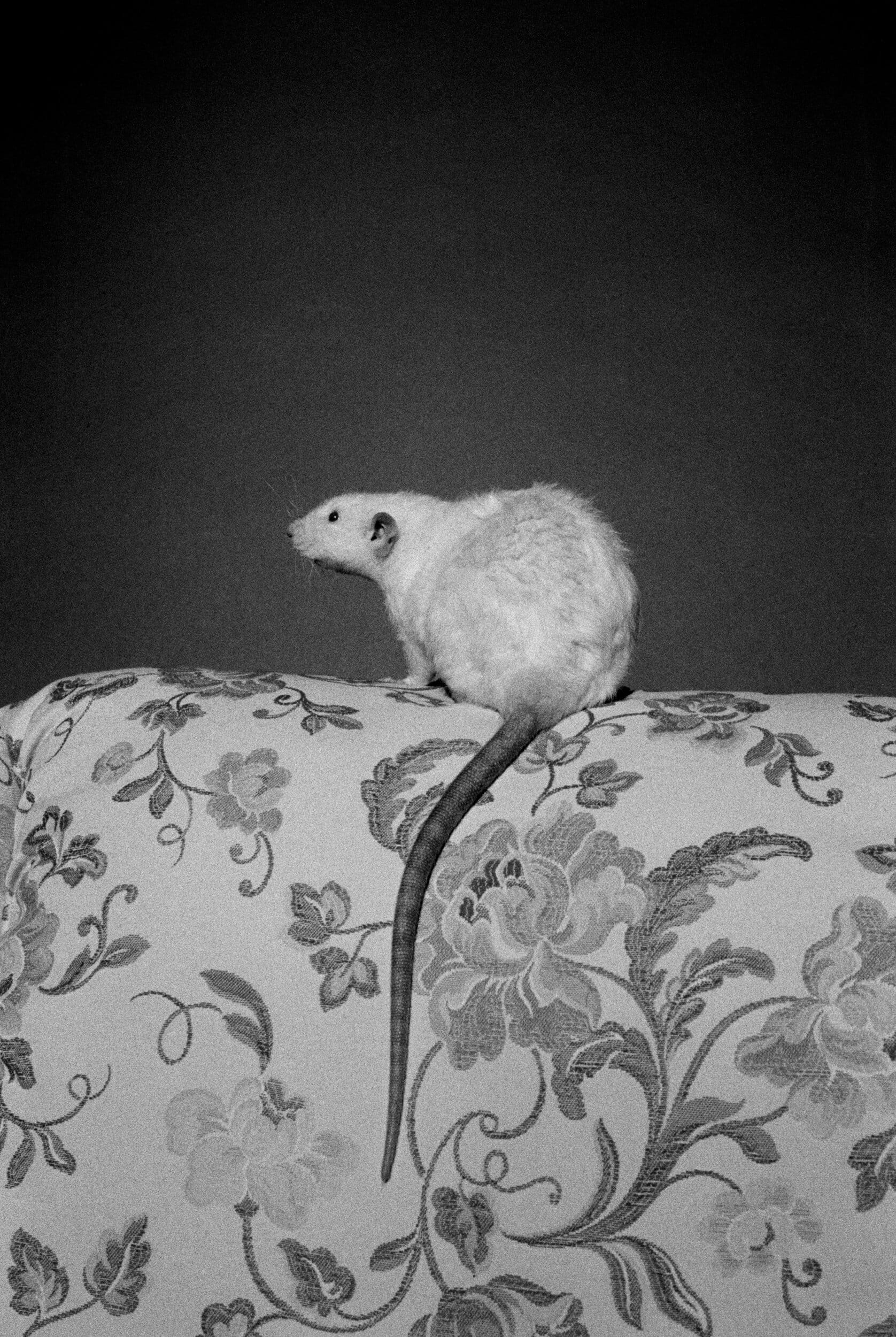 White rat perched on a floral patterned fabric surface against a dark background