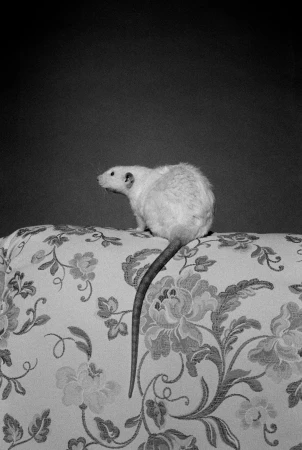 White rat perched on a floral patterned fabric surface against a dark background