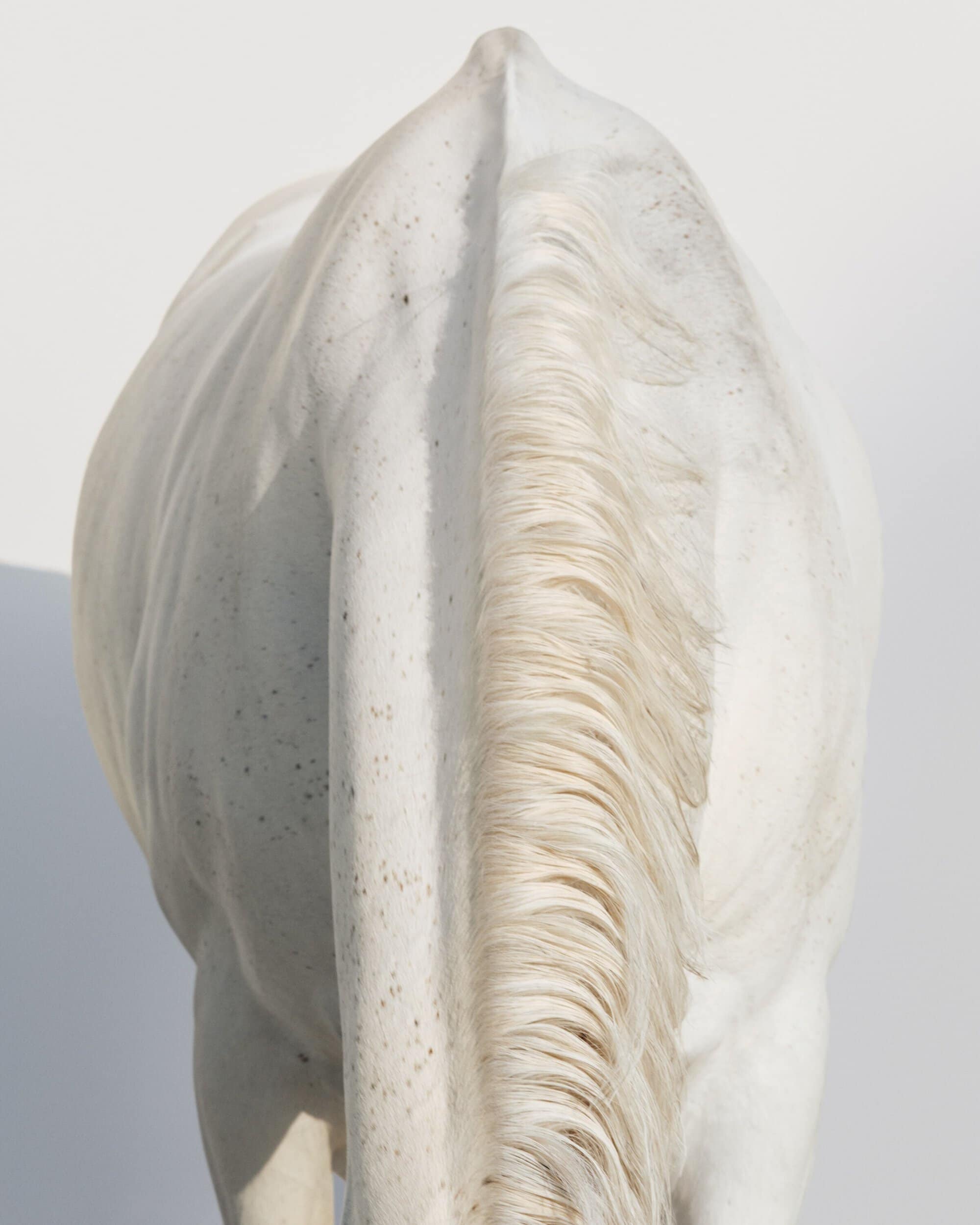 Close-up shot of the rear view of a white horse with a pale mane. The horse stands against a plain white background, showcasing its coat and musculature.