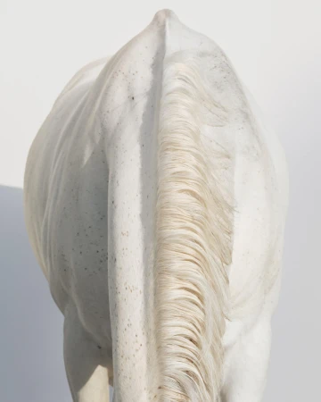 Close-up shot of the rear view of a white horse with a pale mane. The horse stands against a plain white background, showcasing its coat and musculature.