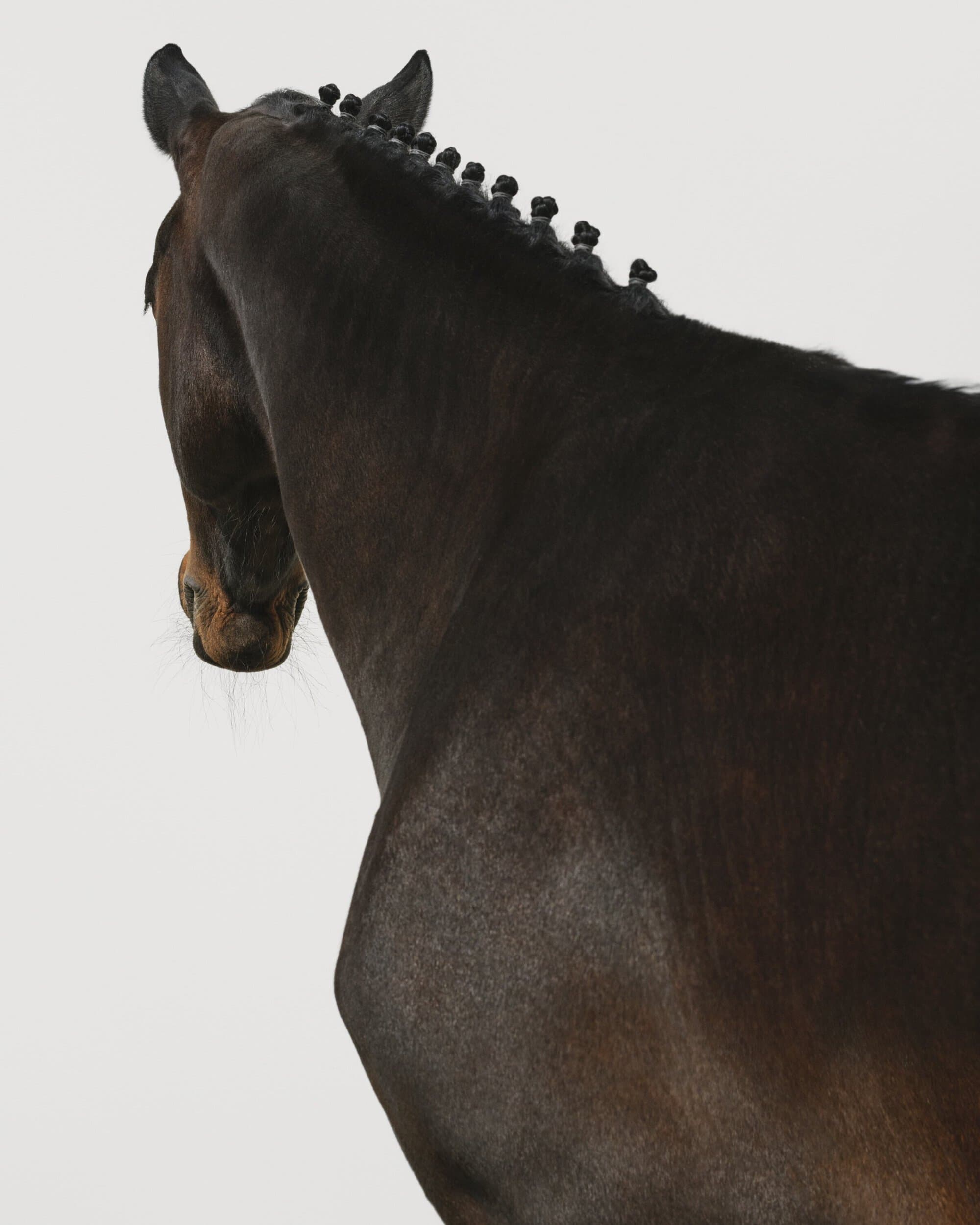 Dark brown horse with braided mane stands in a photo studio in an eye-level shot against a light background, showcasing equestrian aesthetics.