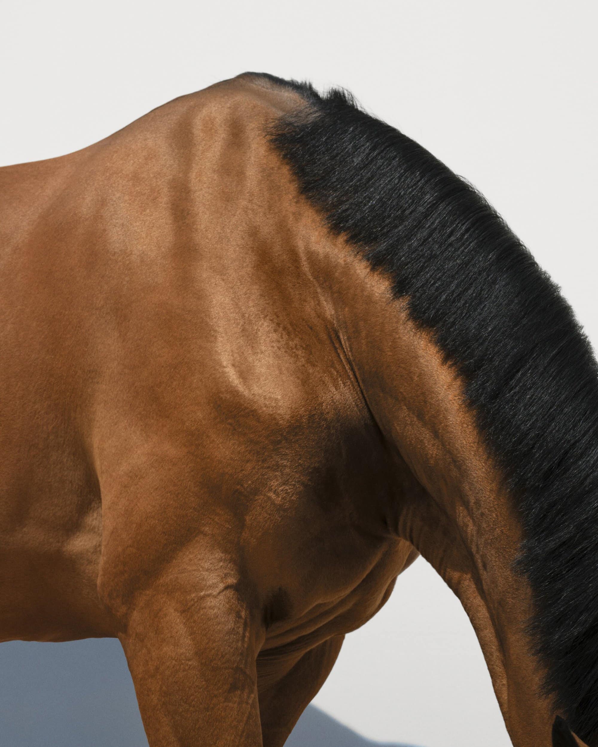 Close-up of a brown horse's shoulder and neck, featuring a shiny coat and black mane against a neutral background in a studio shot.