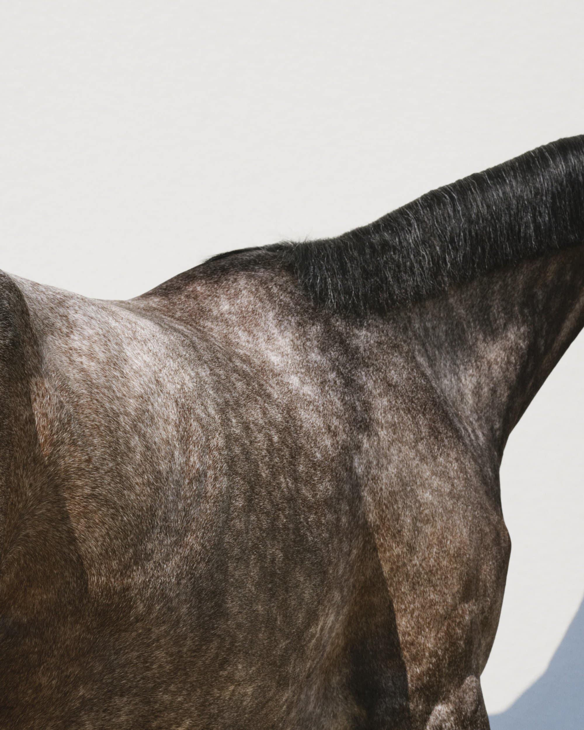 Close-up of a dappled grey horse's neck and shoulder against a white background. Animal portrait of equine texture and detail.