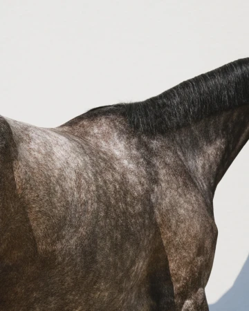 Close-up portrait of a dark dappled horse against a plain white background for Gucci Fall 2024 campaign