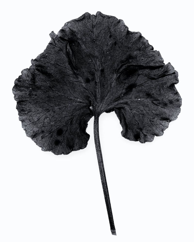 Single black-and-white image of a plant leaf with visible veins and a long stem, set against a plain white background.
