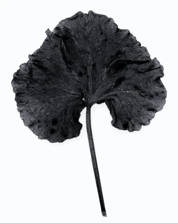 Single black-and-white image of a plant leaf with visible veins and a long stem, set against a plain white background.