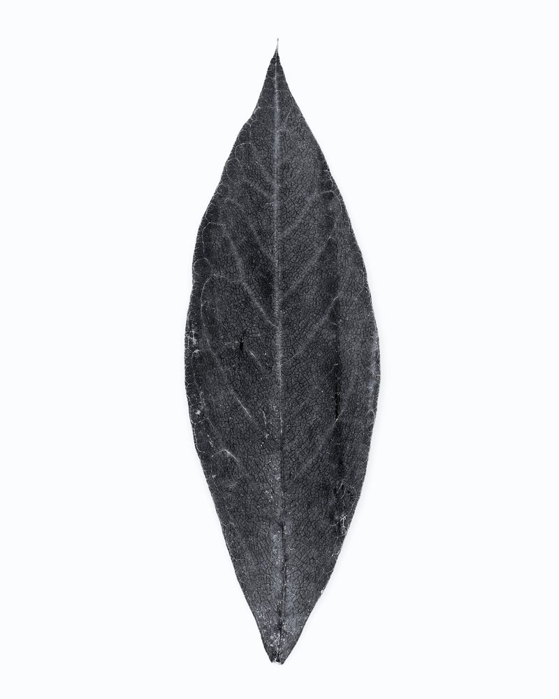 Close-up studio shot of a single, textured monochrome leaf with defined veins, captured against a stark white background.