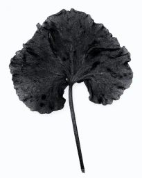 Close-up of a dark textured single black leaf with stem against a plain white background for HARD PACK Magazine project A Few Items