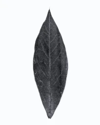 Single dark grey leaf with a prominent central vein centered against a plain white background