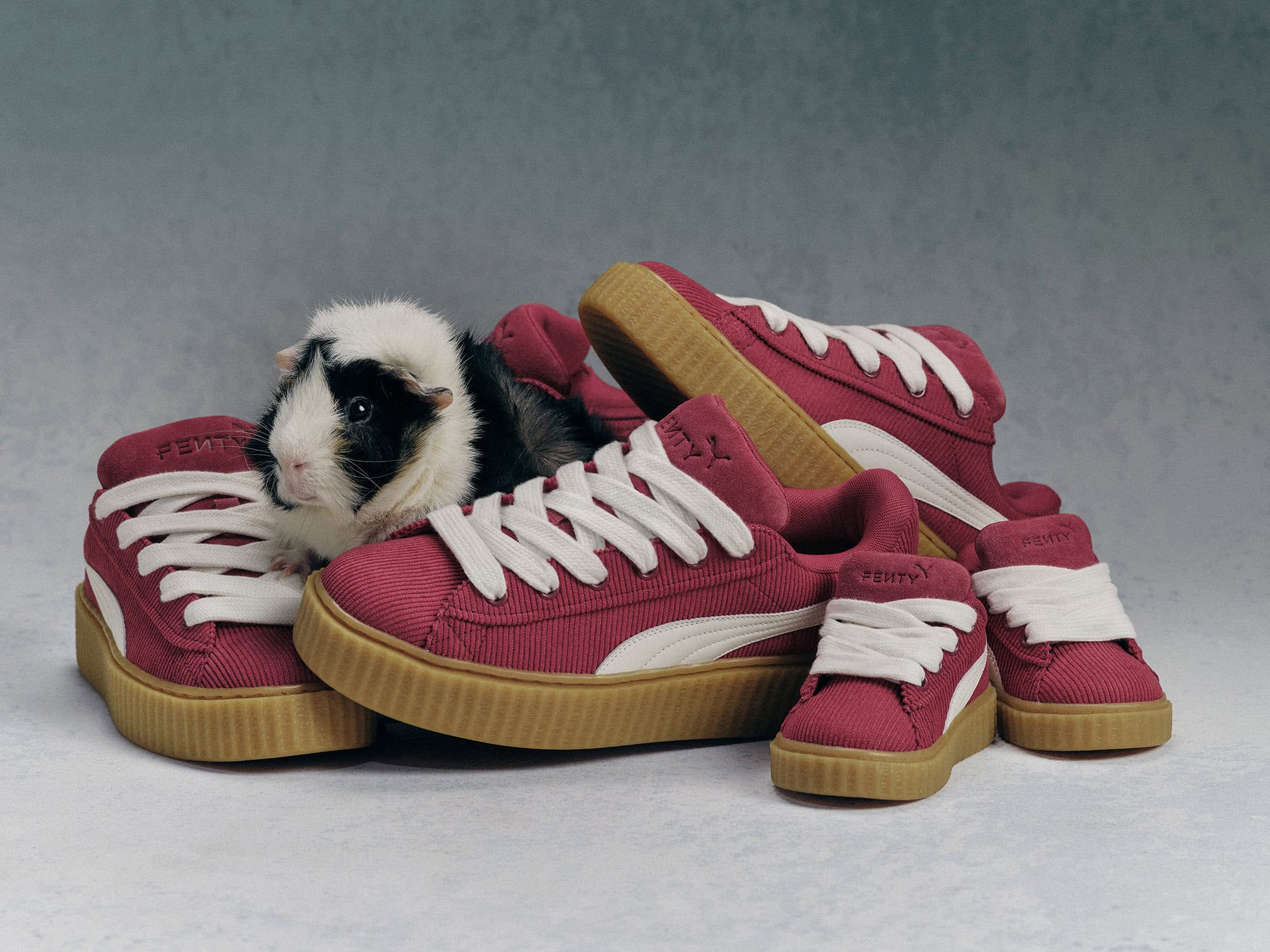 Guinea pig sitting on a pile of stacked burgundy Puma Fenty sneakers in a studio setting.  Includes various sizes of the shoes.