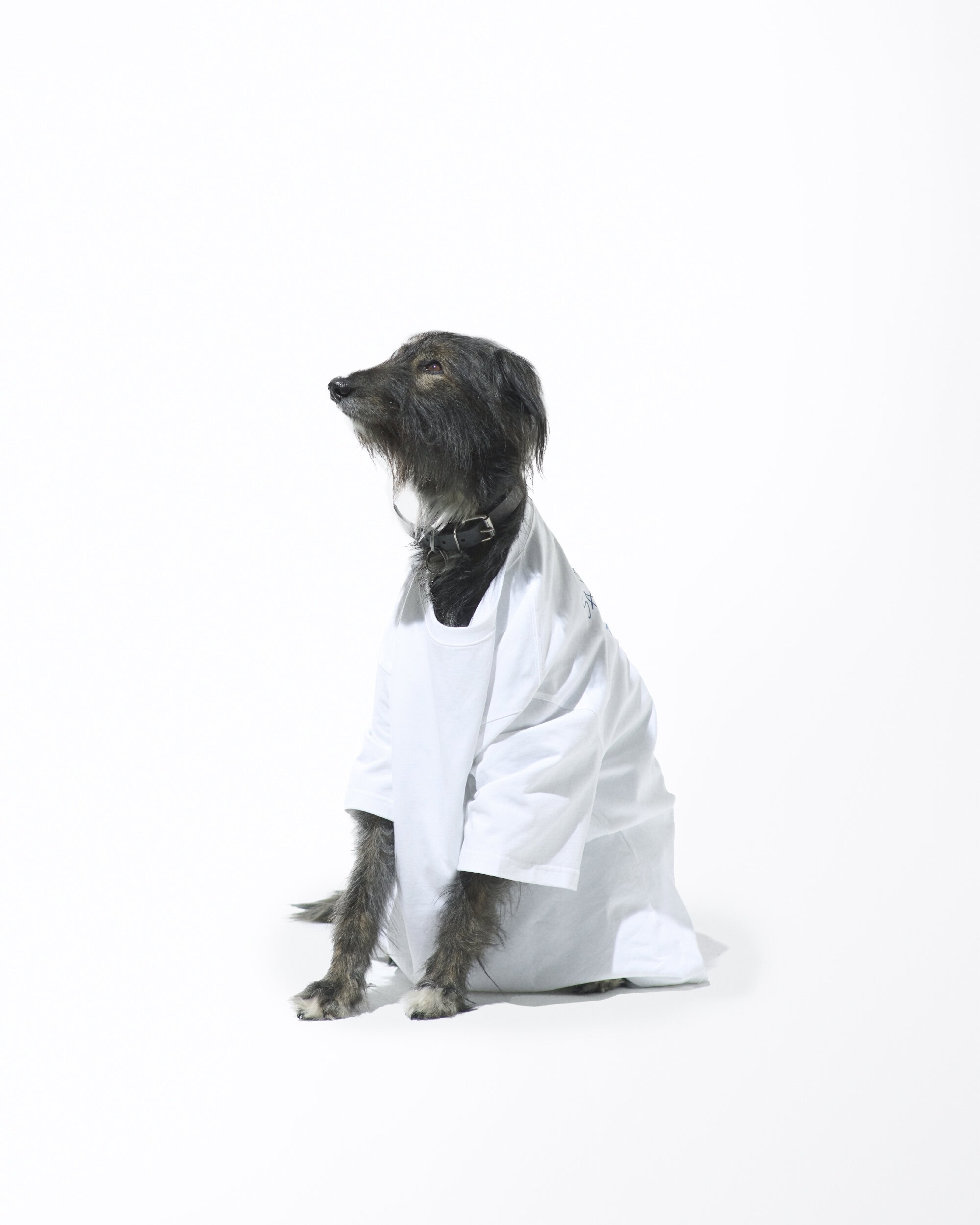 Grey terrier dog sits in a white t-shirt against a white backdrop in a studio setting, canine fashion apparel, animal portrait.