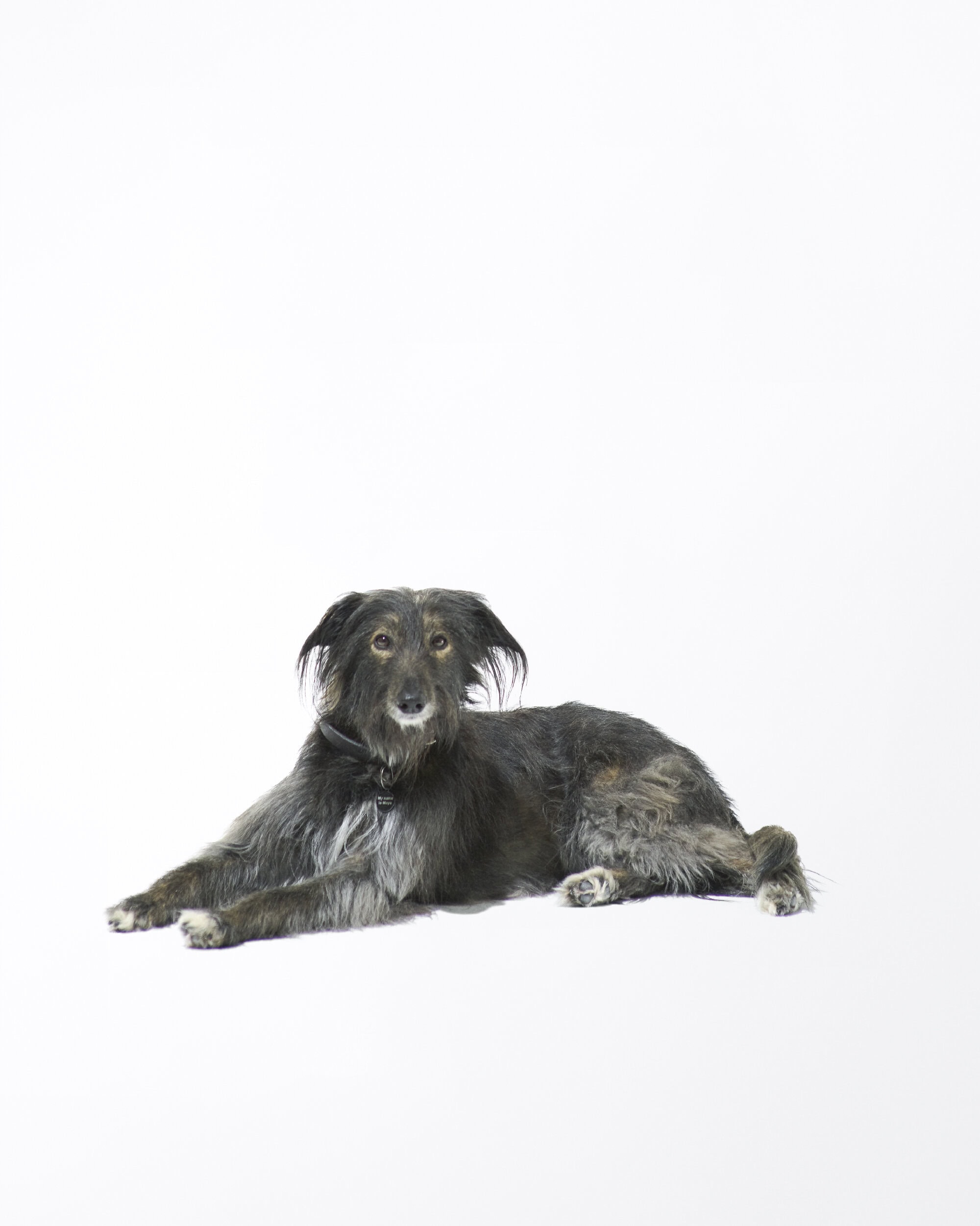 A shaggy black and grey dog lying down on a clean white background for Samsoesamsoe pre fall 2024 ad campaign.