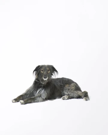 A shaggy black and grey dog lying down on a clean white background for Samsoesamsoe pre fall 2024 ad campaign.