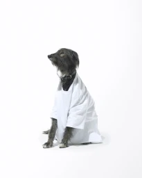 A shaggy dark grey dog wearing an oversized white t-shirt sitting against a plain white studio background.