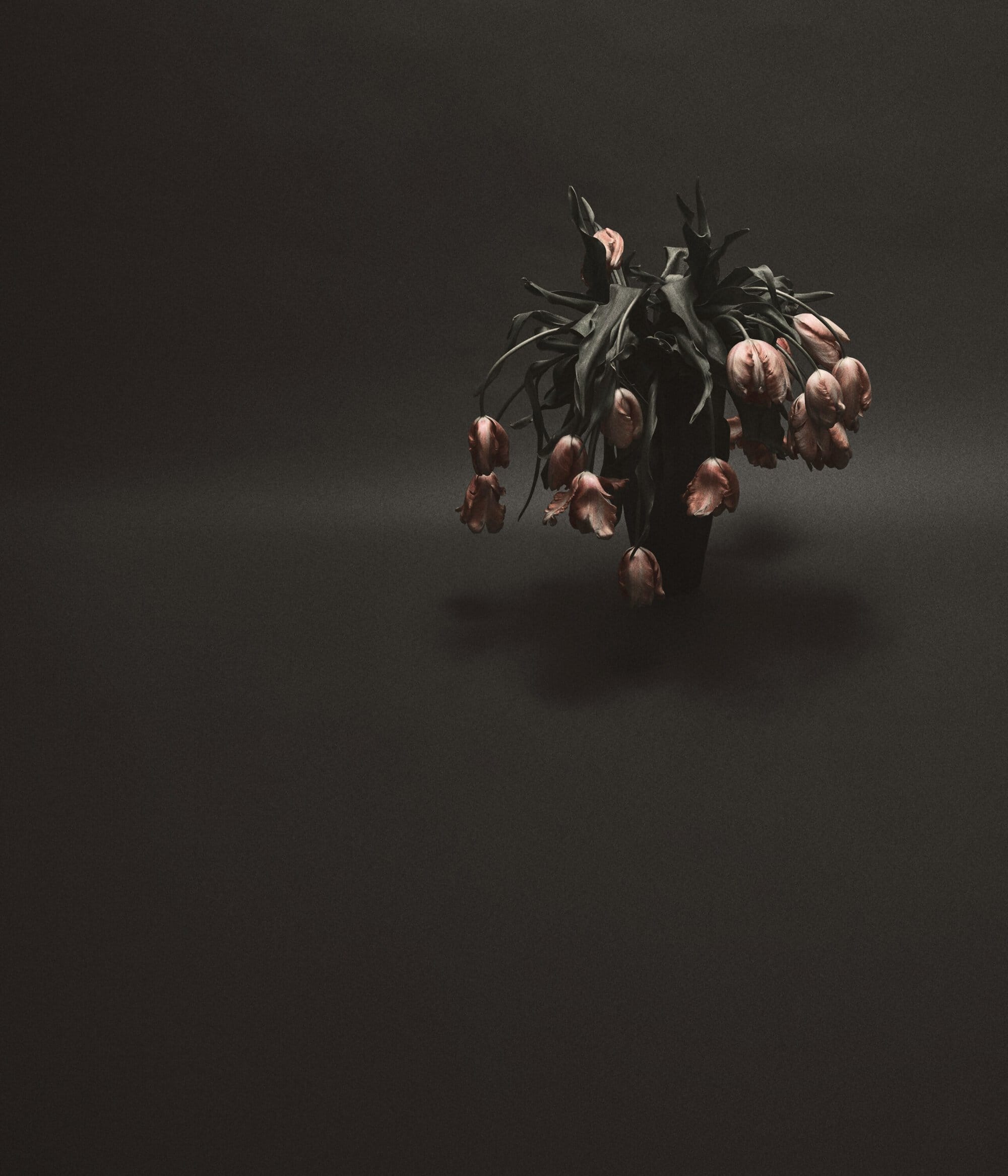 Still life photograph of a bouquet of drooping, dried tulips with pink petals in a vase against a dark, solid-color background.