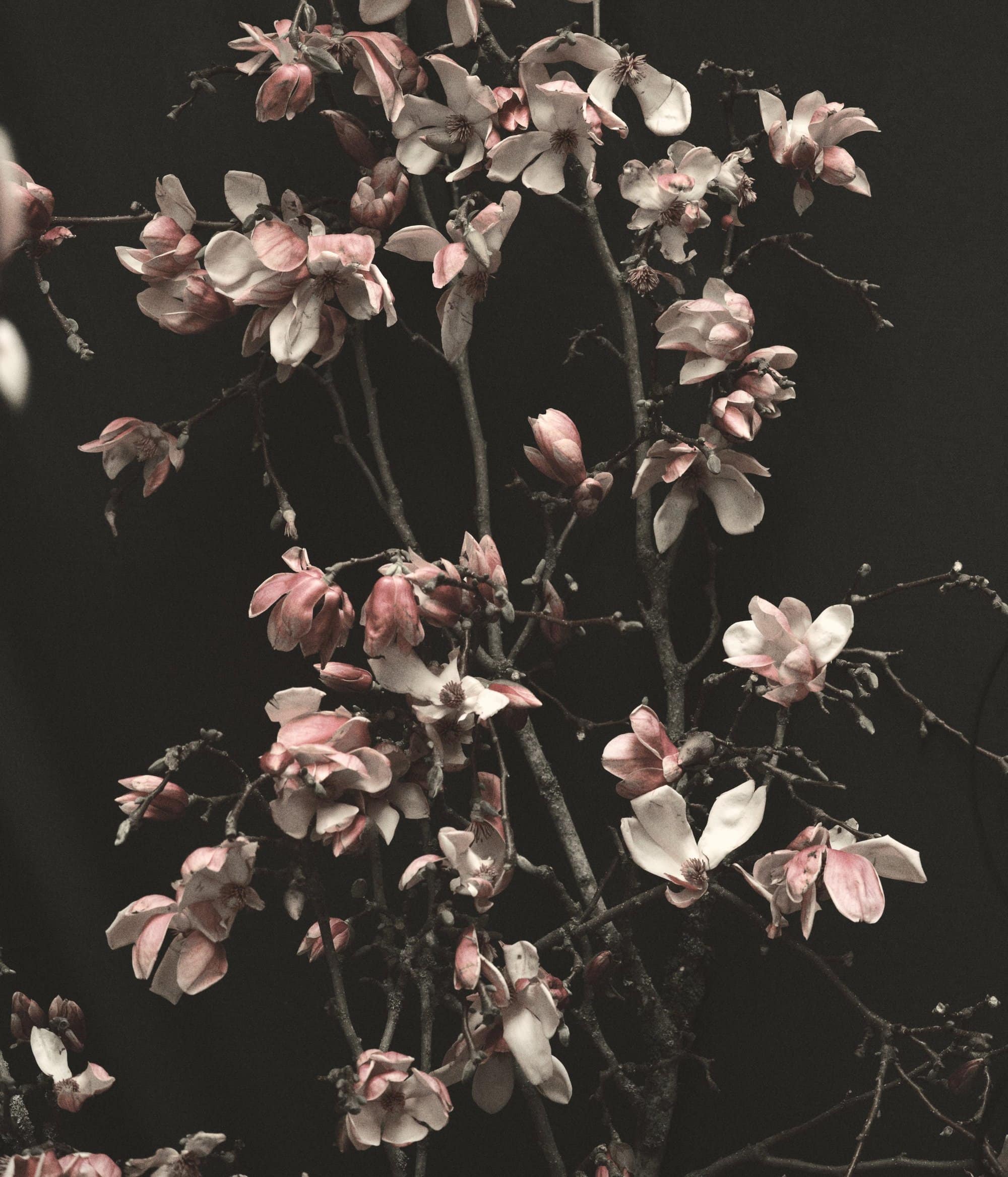Close-up of blooming magnolia branches with pink and white petals against a dark background, showcasing soft textures and floral beauty.